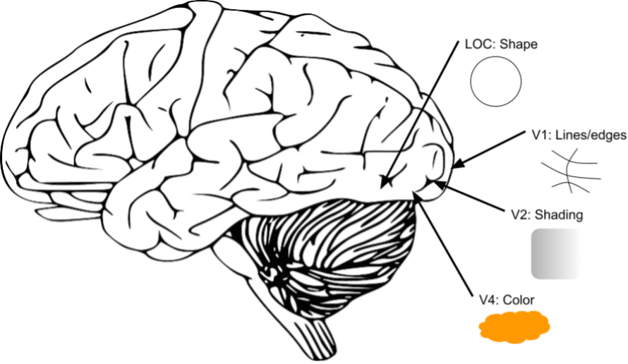 Binding brain