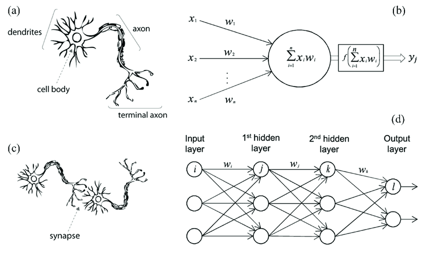Cartoon neuron