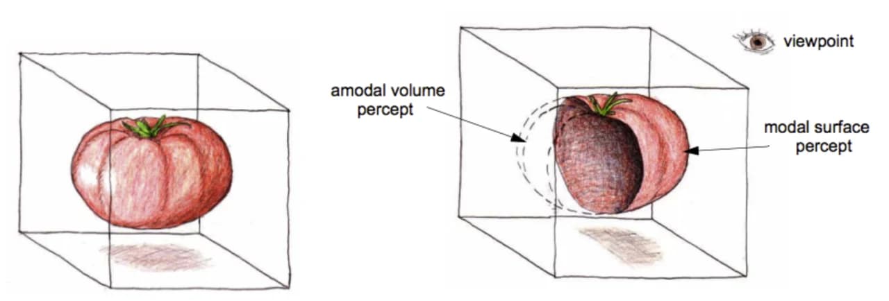 Diagram of amodal and modal surface percepts of a tomato